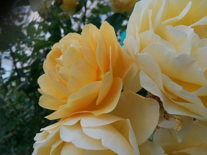 yellow roses