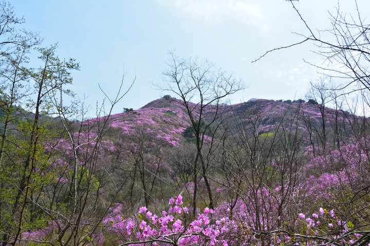 고려산의봄이미지