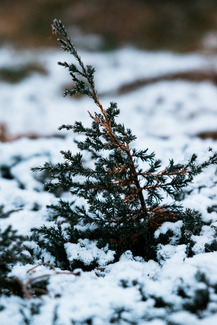 Winter