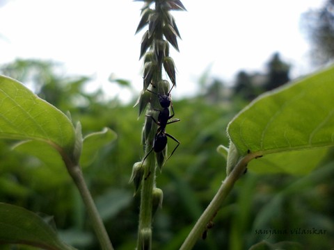 Little Black Ant.