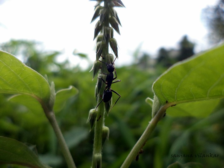 Little Black Ant.