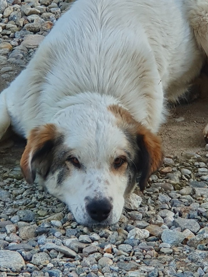 Bella ♡♡♡