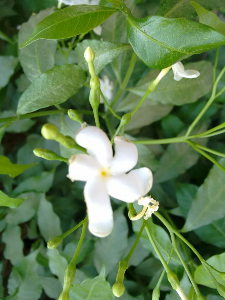 white beauty of nature