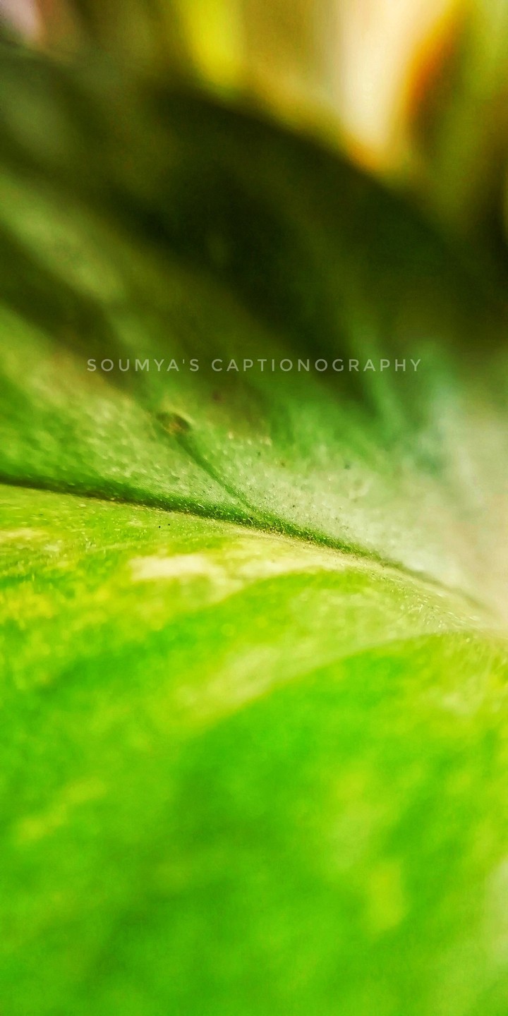 leaf