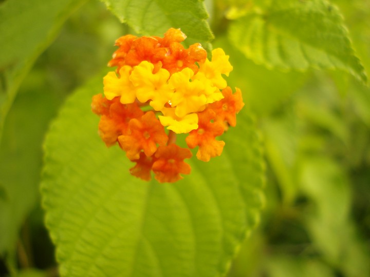 flower 3