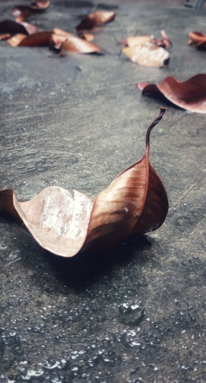 leaves