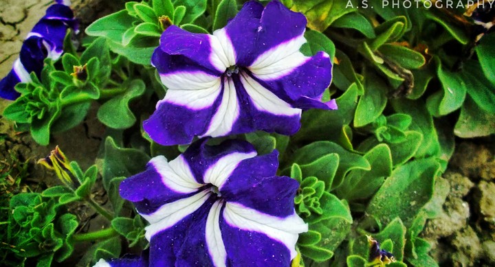 Colourful Flower........