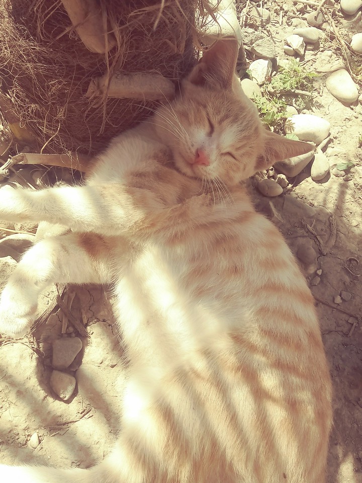 cat like mamal