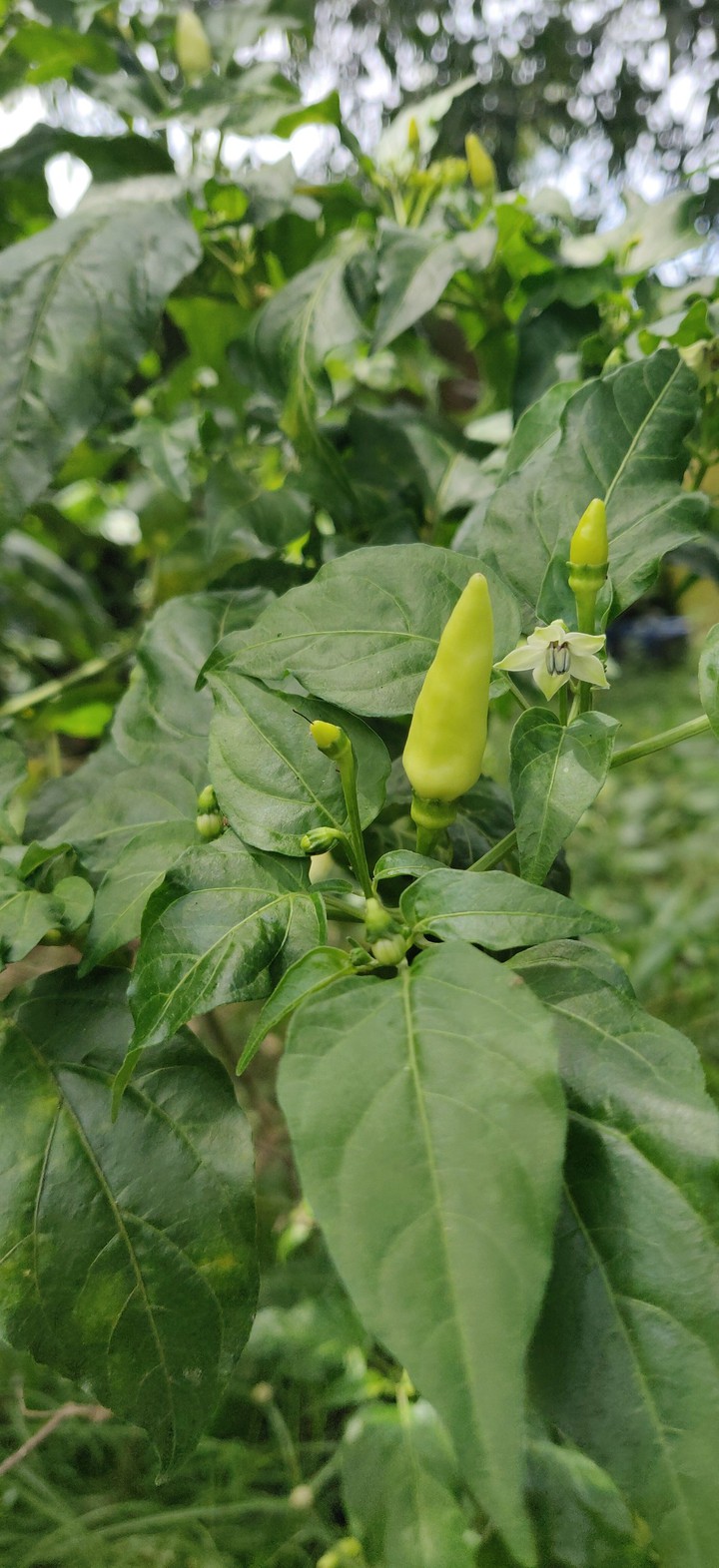 green chilli