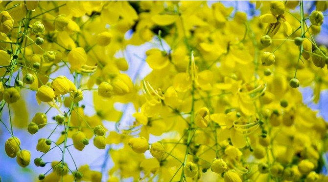 spring