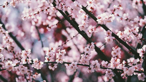 flower plant