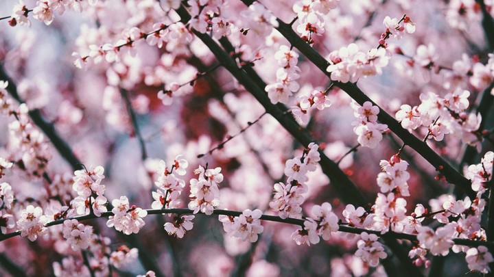 flower plant