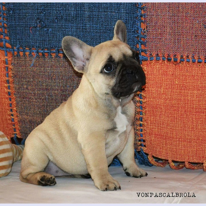 MISS PIGGY VPB * FRENCH BULLDOG *