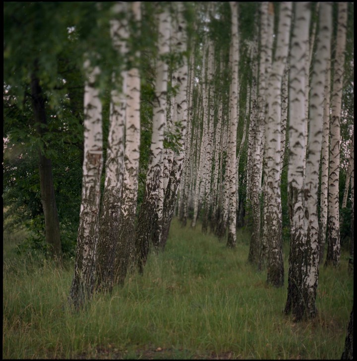 Birch landscape
