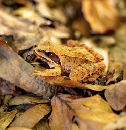tapety Close-up, reptile