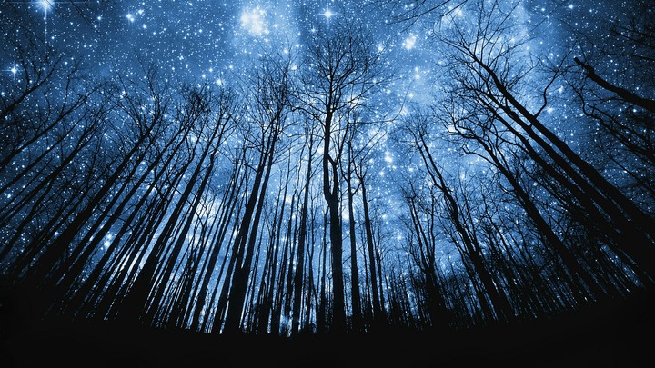 woods in night
