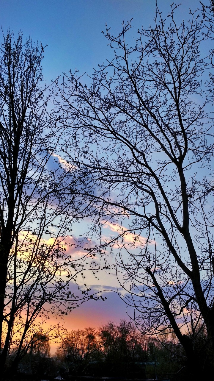 sunset in the trees