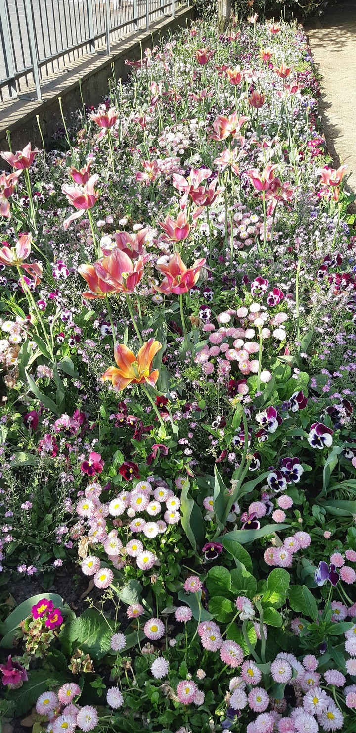 handsome garden(original)