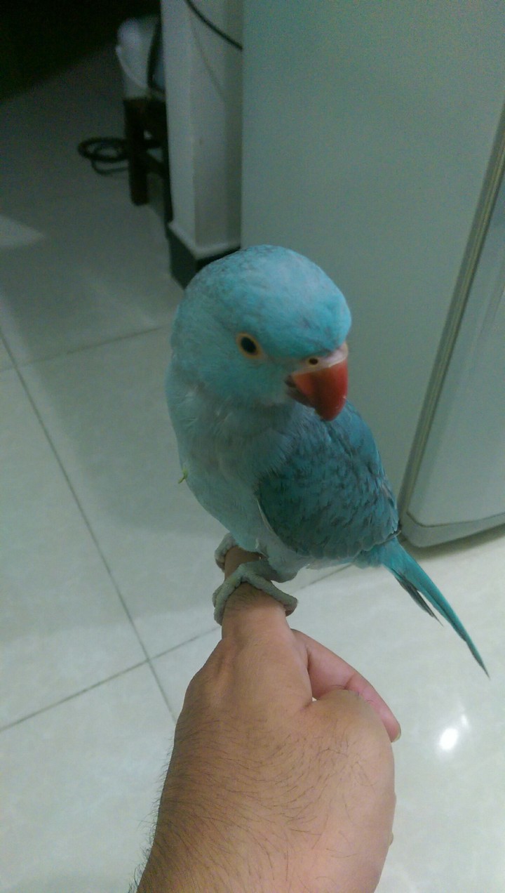 Tom