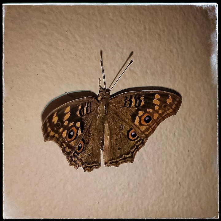Butterfly..