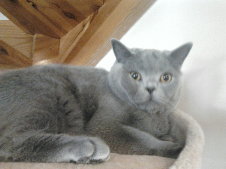 Cat sweet