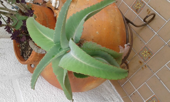 Abanico