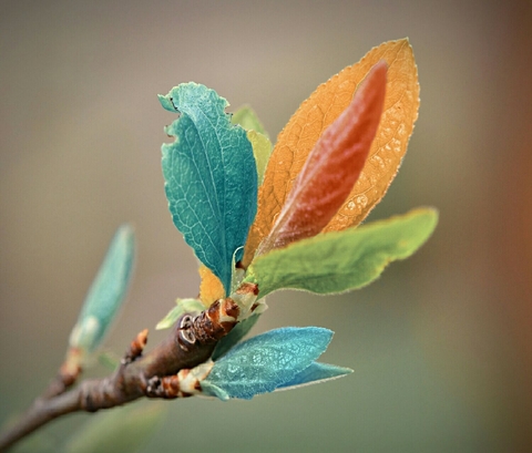 hình nền flora, flower
