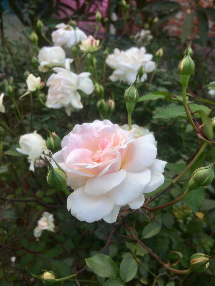 #rose