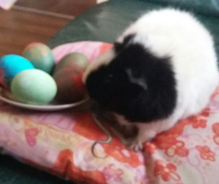 easter guinea pig