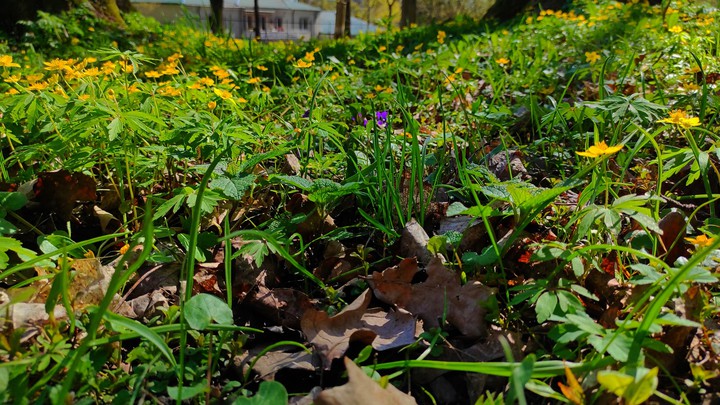 flower rug