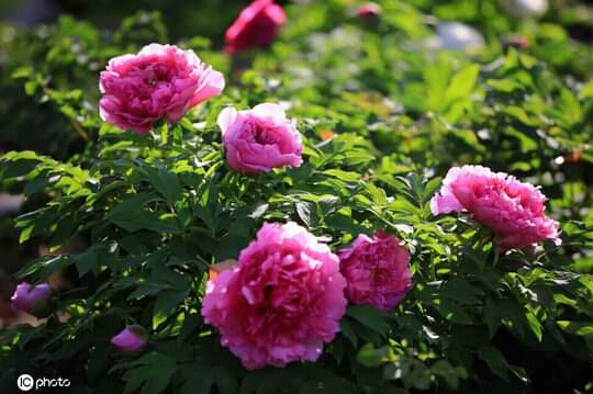 Roses