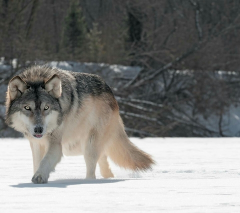 wolf