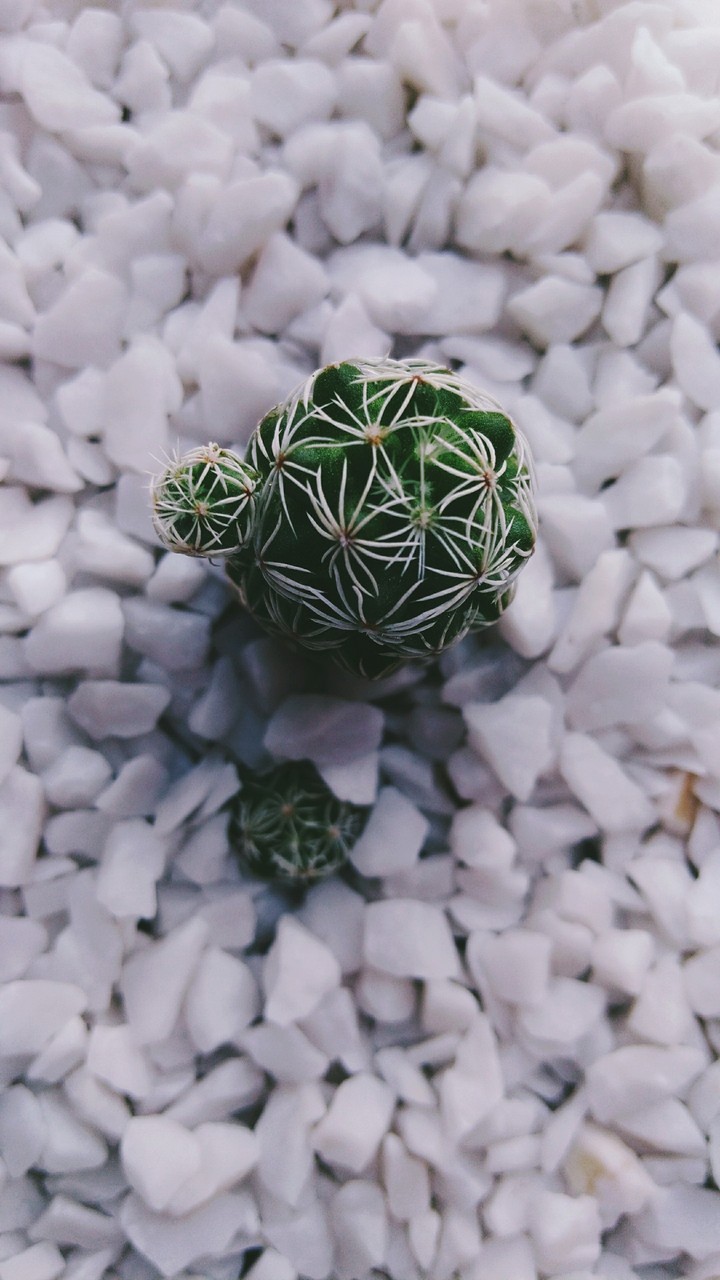 home's cactus