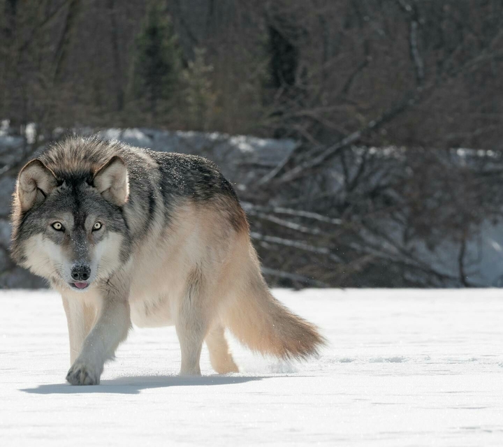 wolf