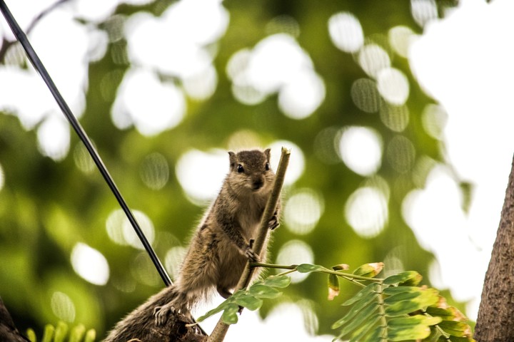 Super Squirrel