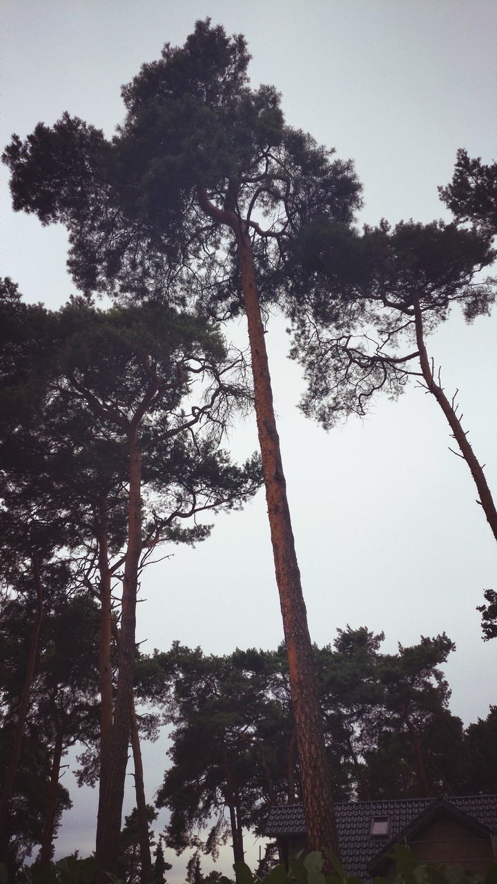 Wald