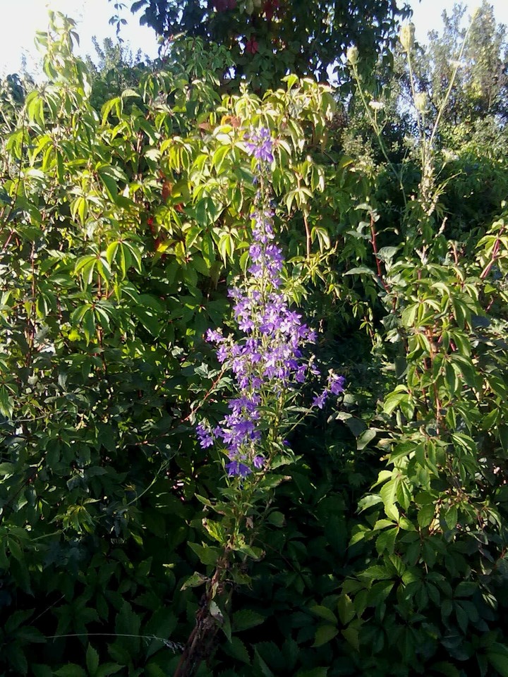 ,