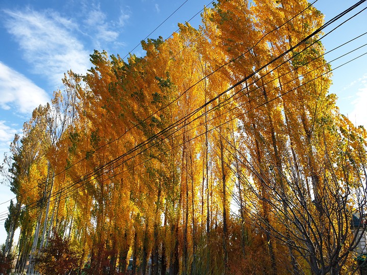 Colors
