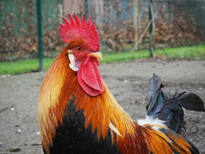 rooster