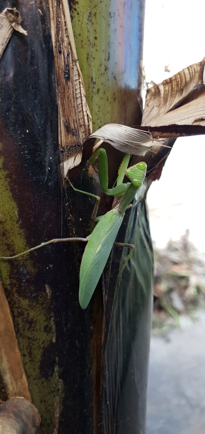 grasshopper
