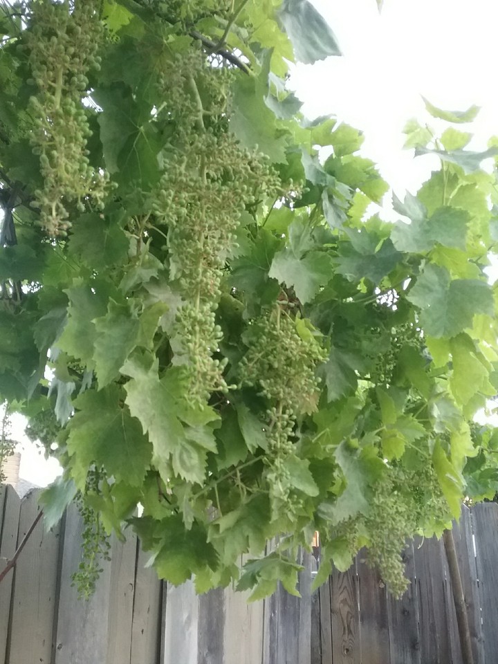 baby green grapes