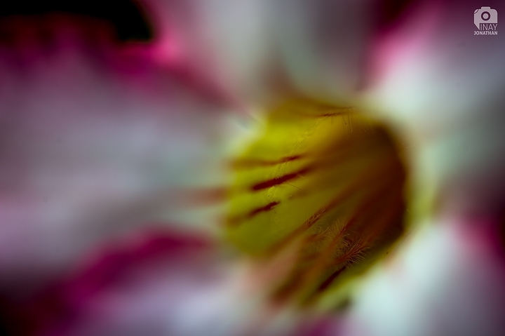 Nature Patterns