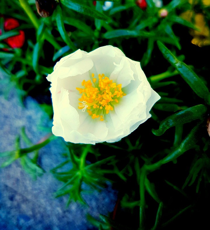 white Dream