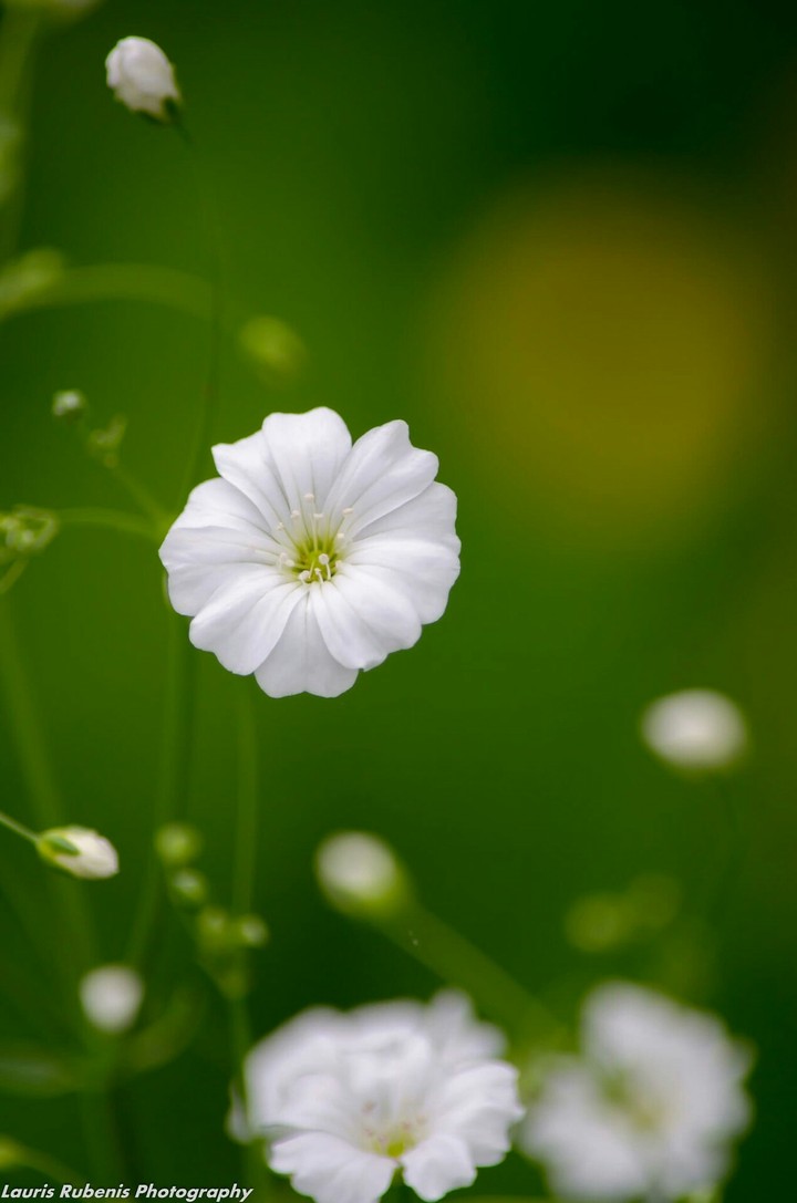 white flower