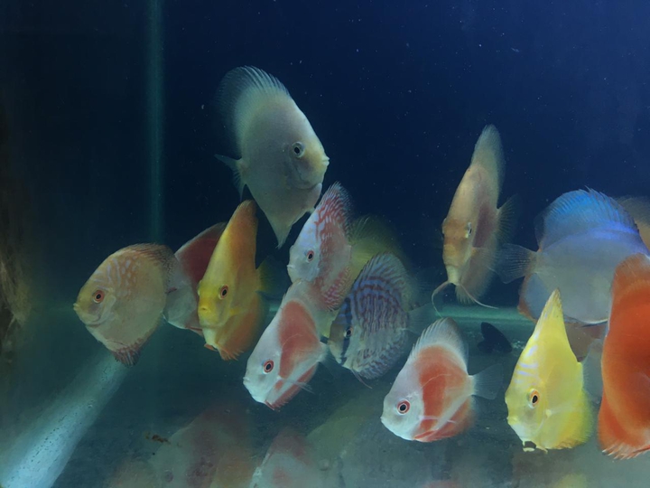#Discus #fish