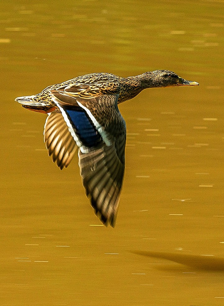 Flying Over the River
