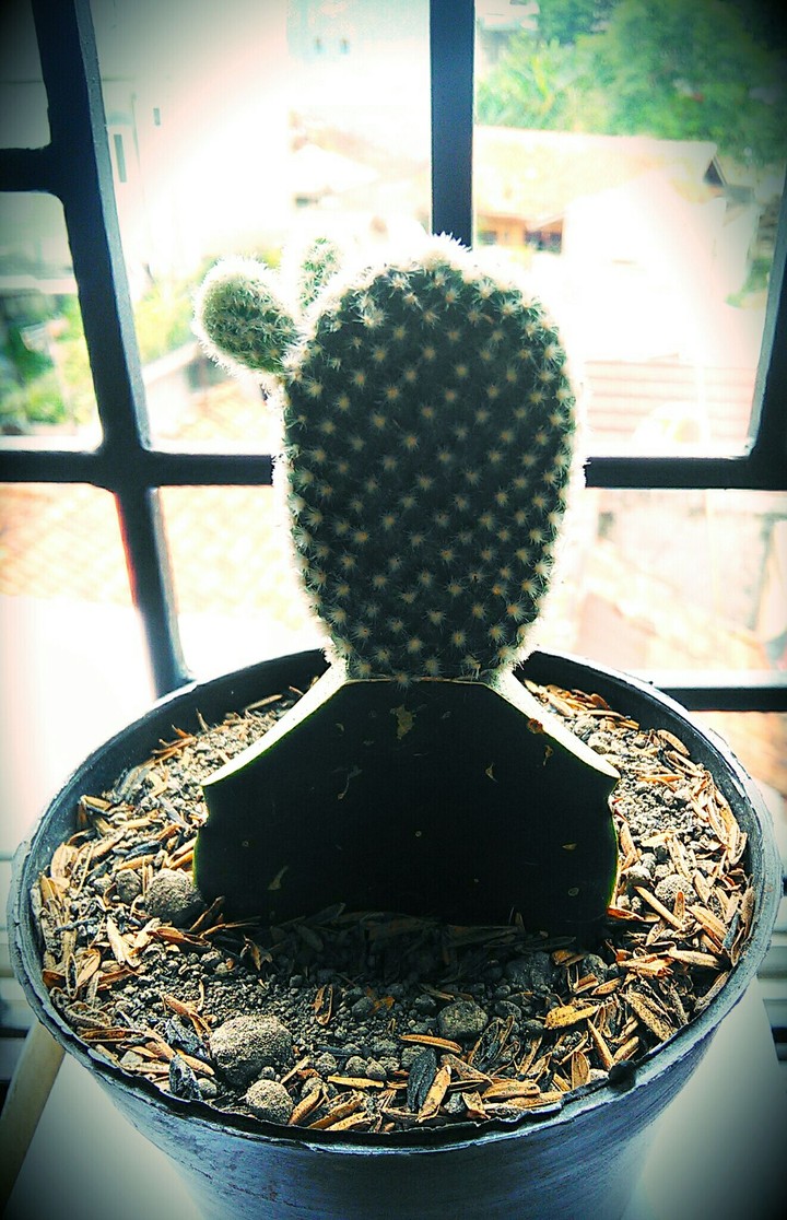 my protector