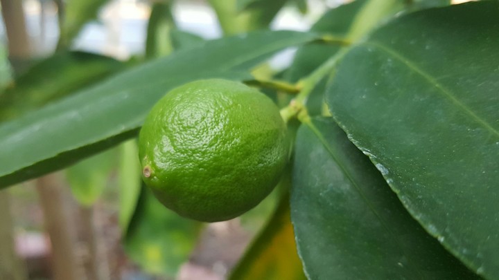 Lime Tree