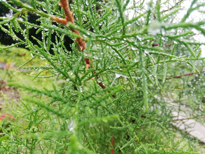 Rain drops