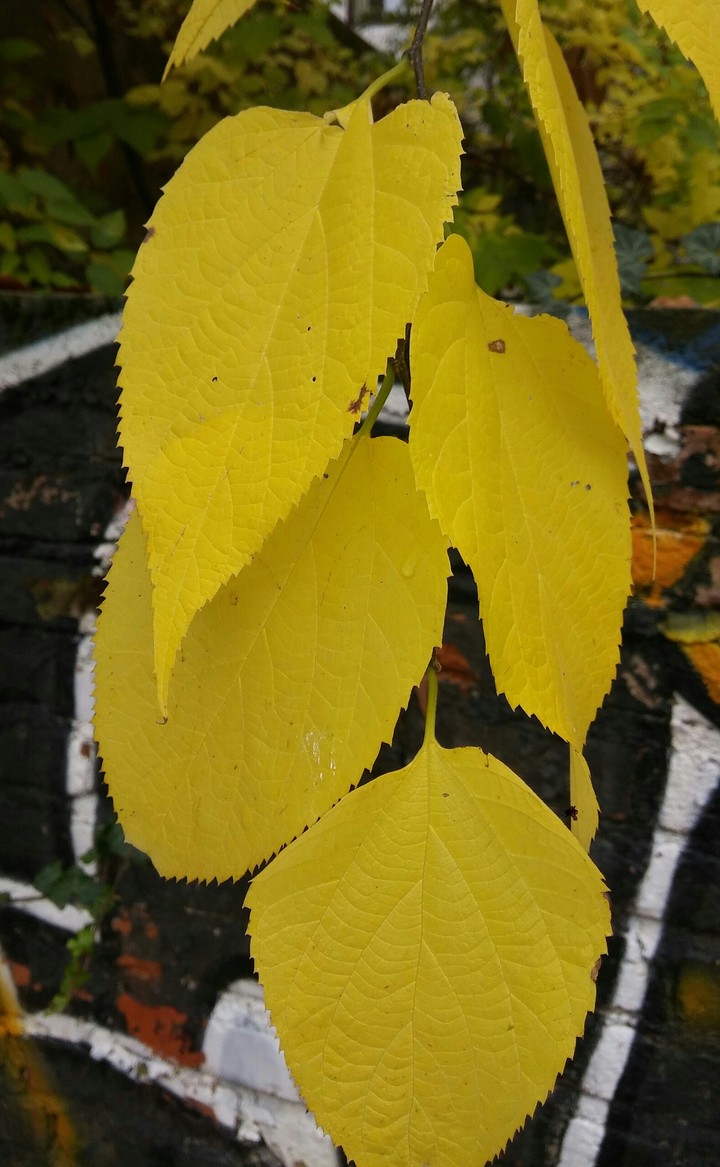 Leaf and the rest was history.